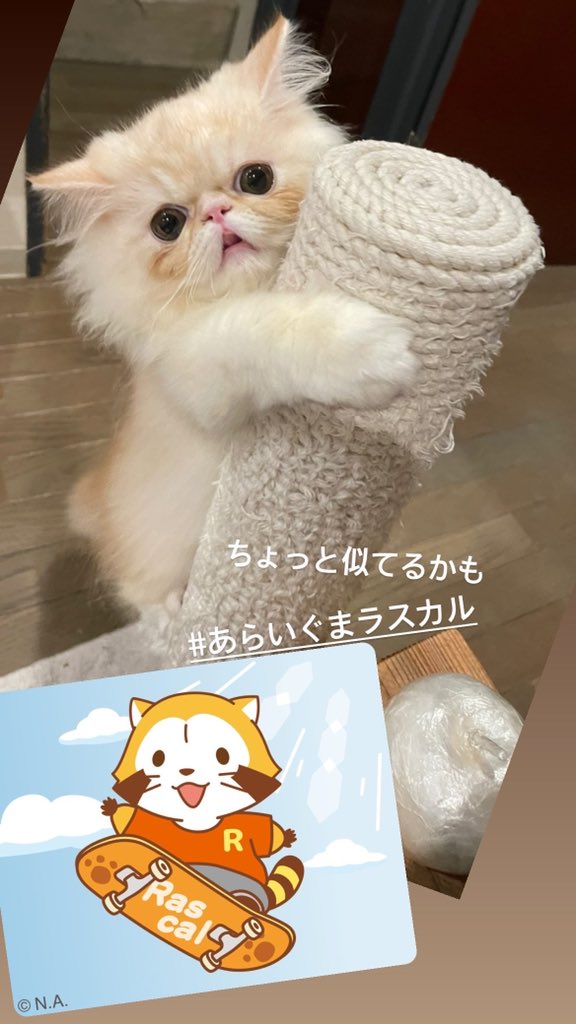 あらいぐまラスカル Twitter Search あらいぐまラスカル Twitter Search
