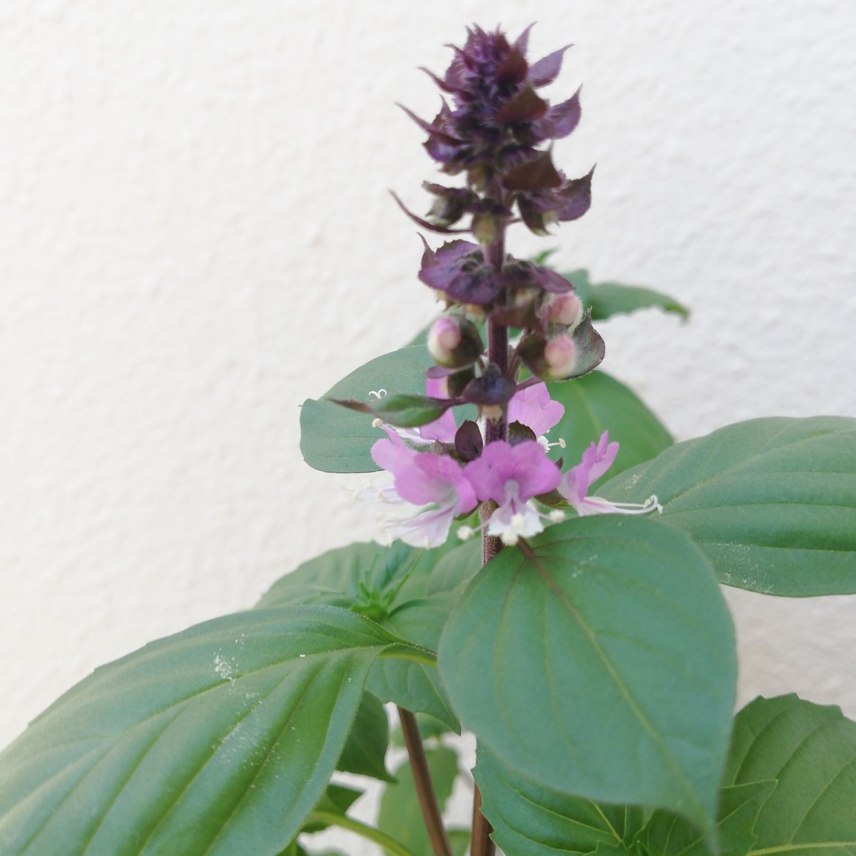 もっちー على تويتر シナモンバジルの花が咲きました もっちー على تويتر シナモンバジルの花が咲きました
