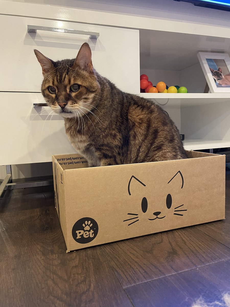 mowglithebengal's tweet photo. Okay .... I will try out this #catboxsunday thing. I found one with my job description on the side. I think I preferred the contents to the sitting as I am obsessed with food! #CatsOfTwitter https://t.co/hzeHSaqLMG