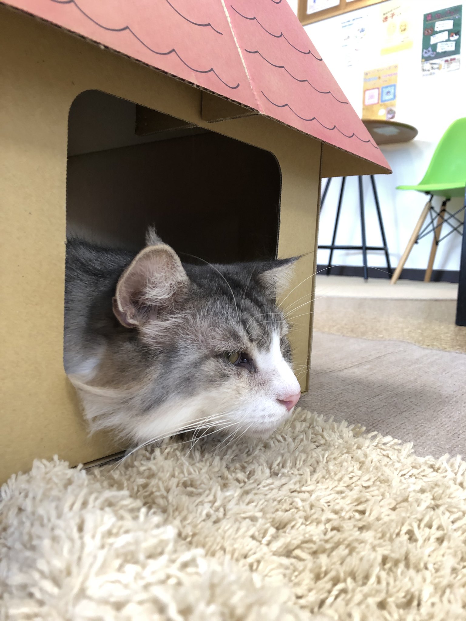 猫カフェアイドルズー このサイズがちょうど良いんだ 最近よくここにいるふぁん太 Nhkのアニメのジャムを思い出してしまいました 懐かしい 笑 猫カフェ 猫カフェアイドルズー 猫カフェアイドルズーふぁん太 ノルウェージャンフォレストキャット