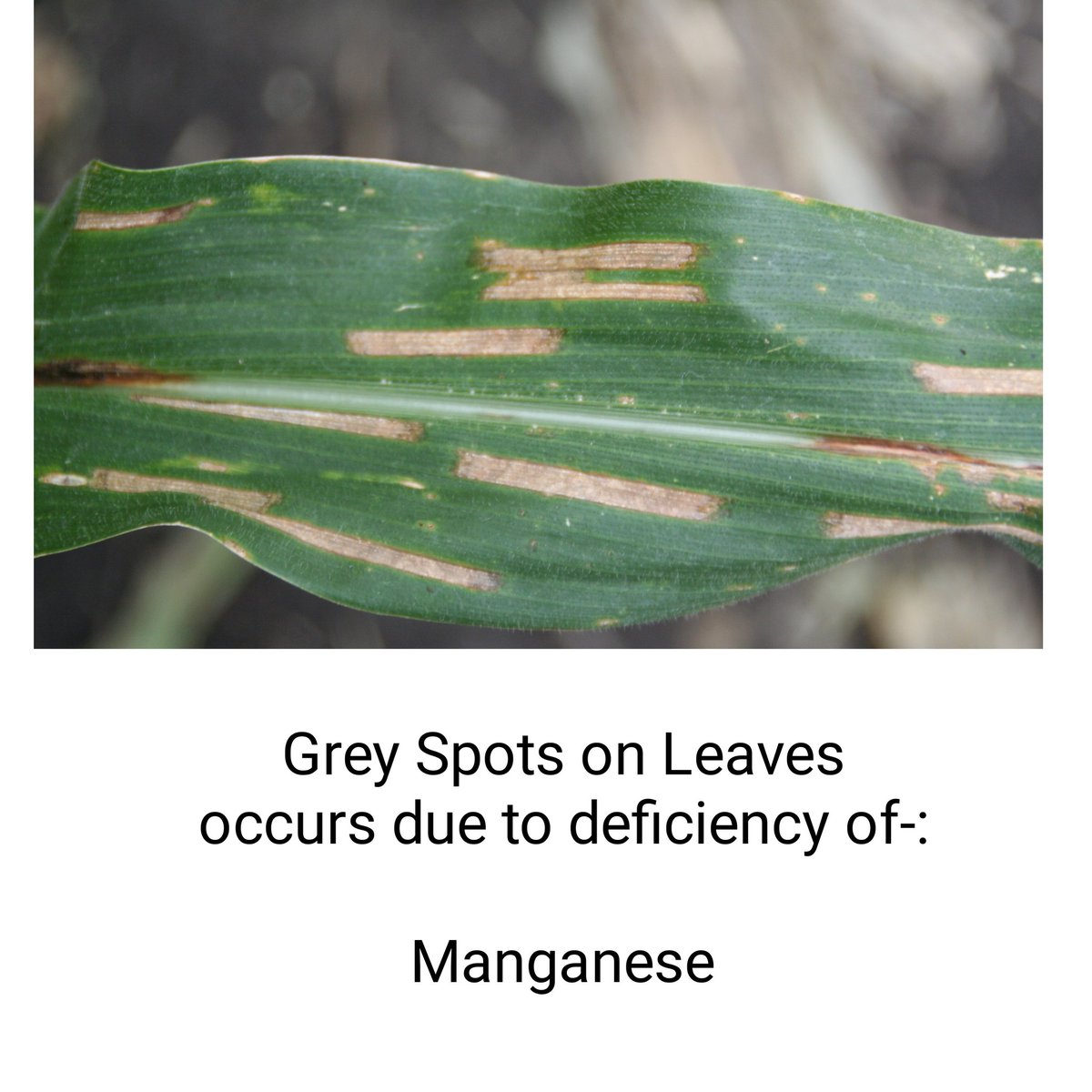 Grey Spot on Leaves is a fungal disease,it occurs due to deficiency of manganese and this is mostly found in Corn.
_
_
#agriculturestudent #agriculturequiz #agribusiness #agroecology #agricultura #agriculturelife #agriculture #agricultural #disease #plantpathology #gk #agrifacts