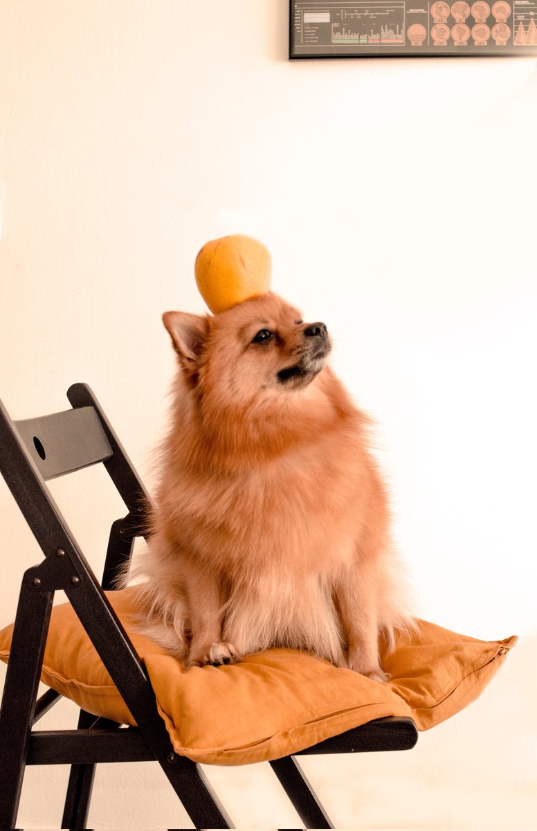 Life is a balancing act, and I am nailing it so far! What do you think? 🐶🥰🐶🥰🐶 #pomeraniansofinstagram #organicpetproducts #norjampetstore #pomeranianlove #dogsofinstagram Photo Credit: Hayffield L