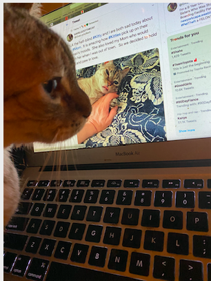 SAVELUCKYTHECAT tweet media