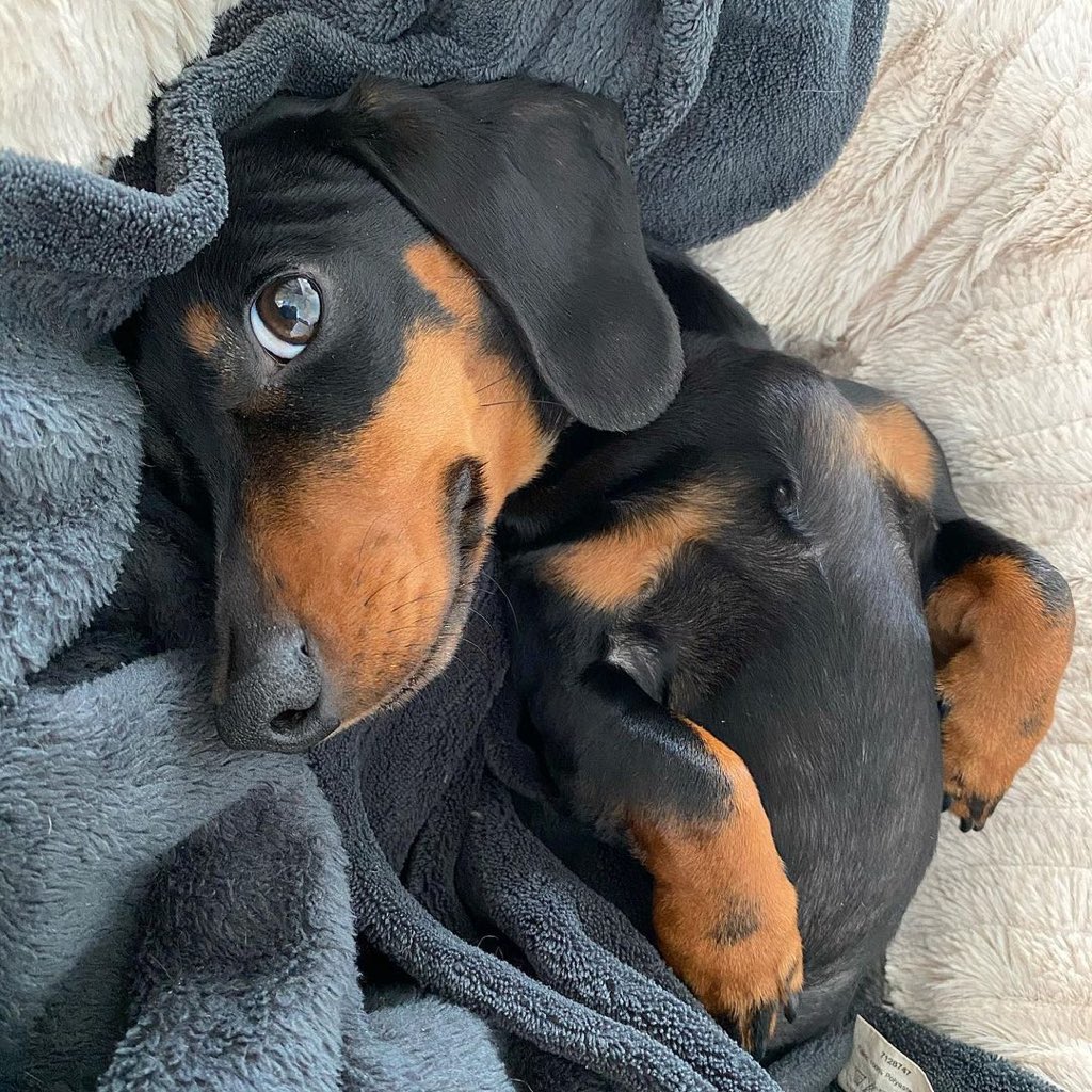 Necesito un 🐶 en mi vida (@necesitounperro) on Twitter photo 