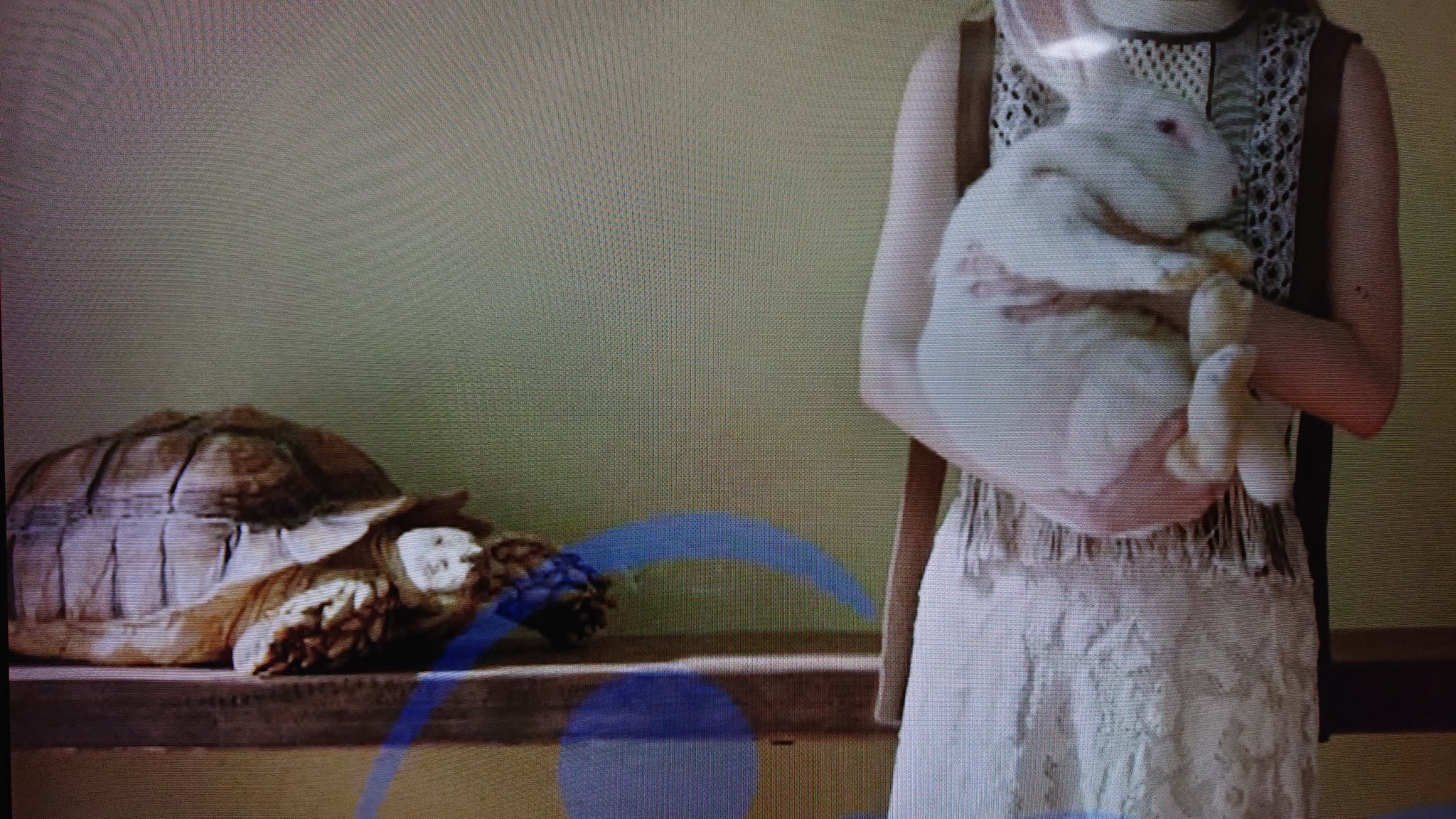 たほいや Twitterren 今日のカメさん インディードのcm デカいウサギとカメ T Co K8xlin5deb Twitter