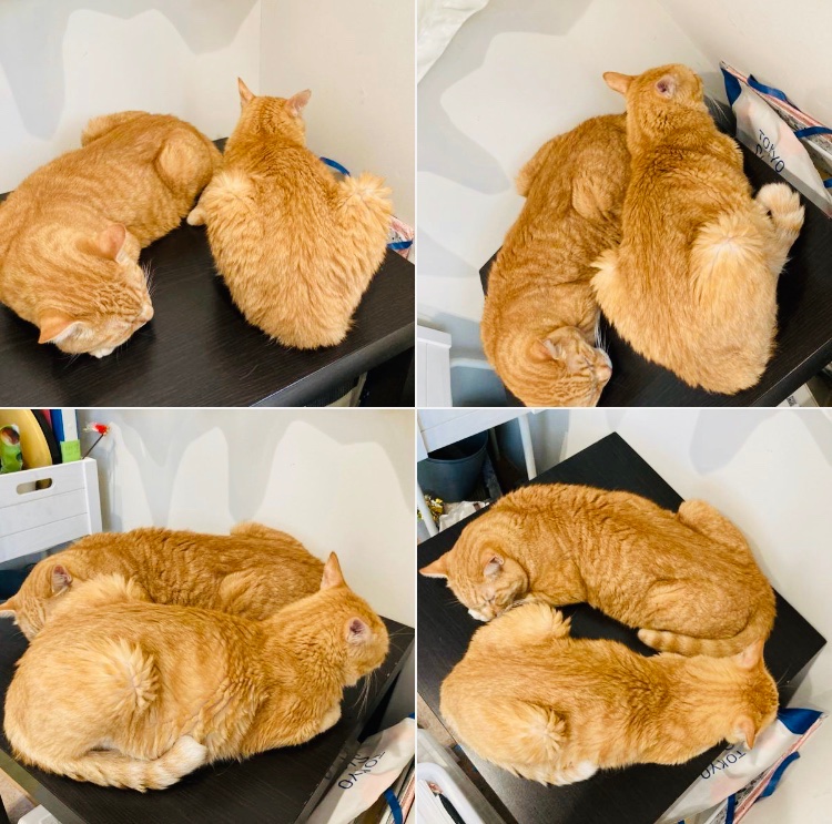 CATS_INN_TOKYO's tweet photo. 本日は #世界猫の日 猫スタッフ一同、日々のご支援に感謝してます♫
当店の看板茶トラズ!サノスケ&ちゃのすけが代表してお礼申し上げます(ΦωΦ)
キャッツイン東京
#保護猫カフェ #板橋 #猫 #里親募集 #chanocit #sanocit #猫の日 https://t.co/3s5A4VDANt