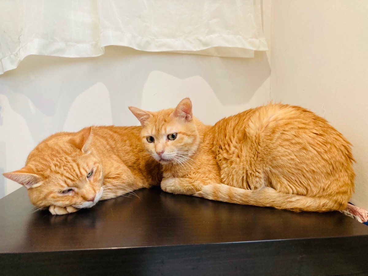 CATS_INN_TOKYO's tweet photo. 本日は #世界猫の日 猫スタッフ一同、日々のご支援に感謝してます♫
当店の看板茶トラズ!サノスケ&ちゃのすけが代表してお礼申し上げます(ΦωΦ)
キャッツイン東京
#保護猫カフェ #板橋 #猫 #里親募集 #chanocit #sanocit #猫の日 https://t.co/3s5A4VDANt