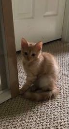 arf_aruba's tweet photo. Curry now Pupa was another of the spicy girls. Egle, Andy, & their daughters Sofia & Amelija fell in love with this affectionate & lovable kitty. We are pleased that Egle & her family give Curry now Pupa the best life ever. Happy life, Pupa! #adoptakitty #arfaruba #kittylove https://t.co/WJ3vZFgLqV