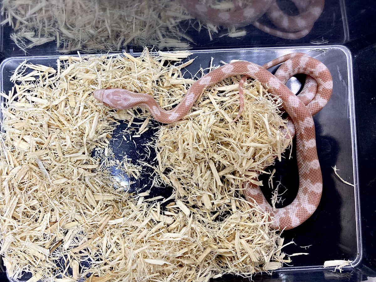 ペパーミント Twitter Search