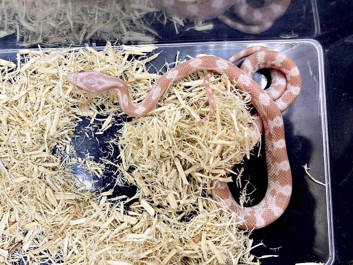 ペパーミント Twitter Search