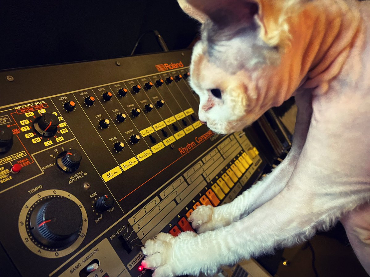 HAPPY #808DAY! 🐈🎛
.
.
.
.
#TR808 #sphynx #sphynxcat #sphynxofinstagram #cat #cats #catstagram #catlover #catlife #catoftheday #sphynxlove #music #drummachine #roland #808cat