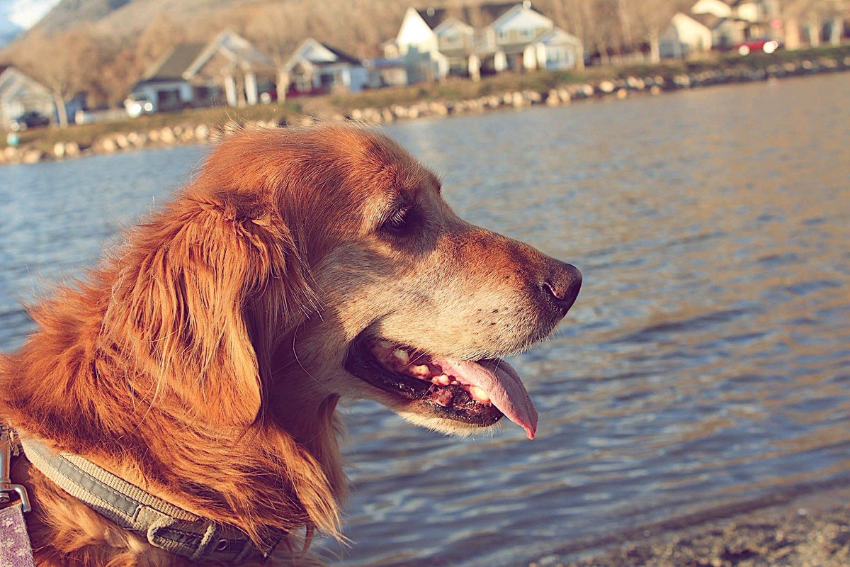 amjancham's tweet photo. @dog_rates @JustFoodForDogs My old gal, Ginger. She actually passed away in 2016, so I hope it still counts (we will donate the senior food if we get rated). She was only 9. I love &amp; miss her dearly 💜 https://t.co/pQm2Sa3ki5