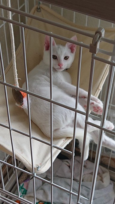 優雅に横になってらっしゃった 