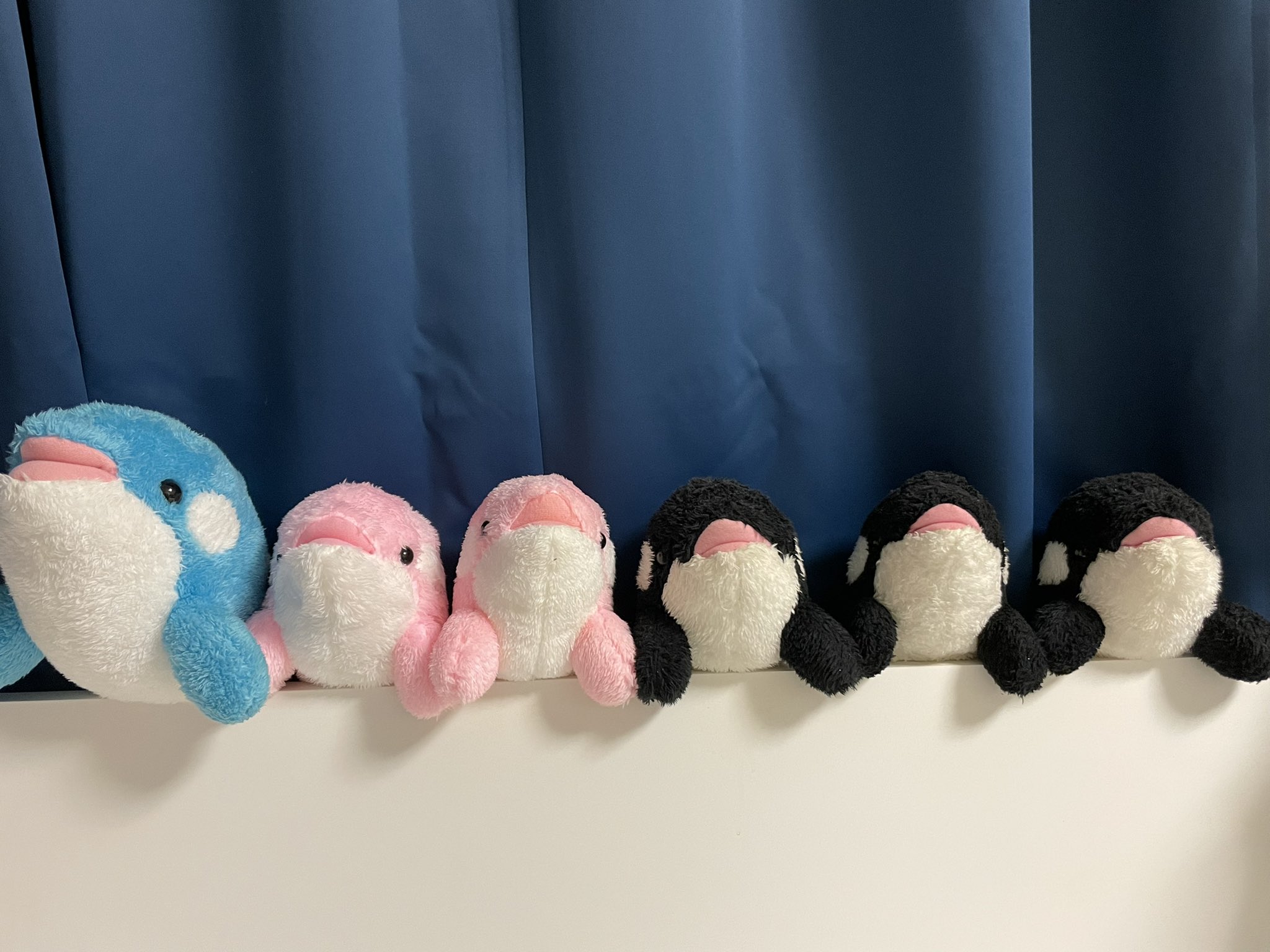 鴨川シーワールド 公式 どうあがいてもシャチのぬいぐるみが当たると噂の シャチくじ に 1m超え特大サイズの特等が登場しました 8月16日までの期間限定です シャチくじ 1000円 1回 税込 ラオイ 売店前にて実施しています T Co