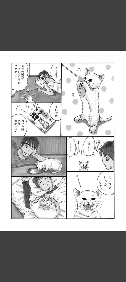 一匹の白猫と飼い主の青年の短いお話です。(1/6)
#世界ねこの日
#漫画が読めるハッシュタグ
#冬川智子
#ミーコ