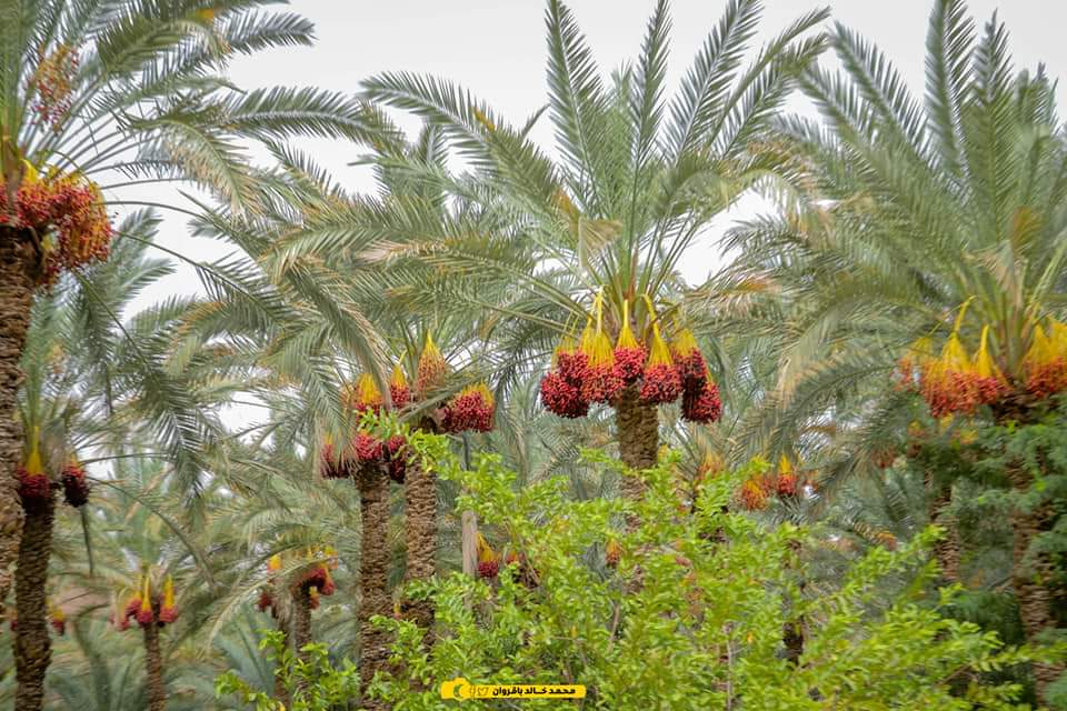 zyz3928's tweet photo. اصبحنَا واصبح الملك لله .

من خيرات بلادي #حضرموت الخير 🌴🙂😍 https://t.co/VfJFr6lCGw