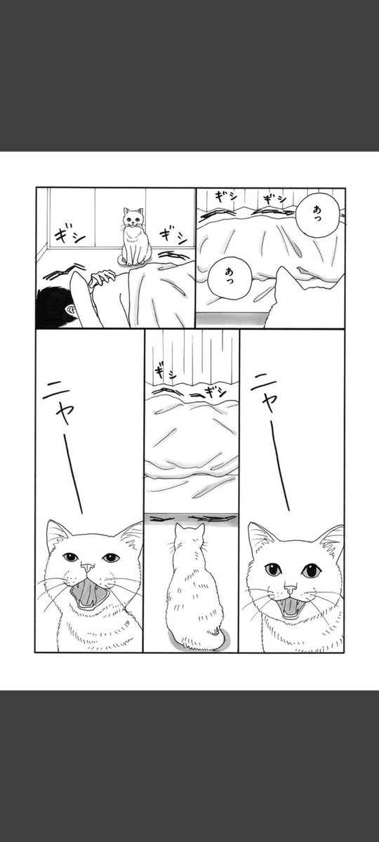 一匹の白猫と飼い主の青年の短いお話です。(4/6)

#世界ねこの日
#漫画が読めるハッシュタグ 
#冬川智子 
#ミーコ 