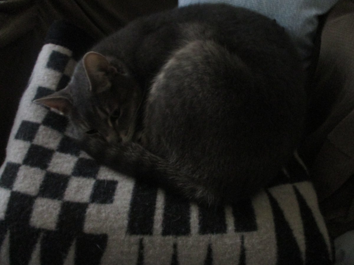 Cat sleeping on a wool blanket.