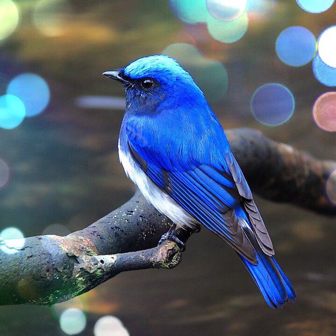 青い鳥のtwitterイラスト検索結果