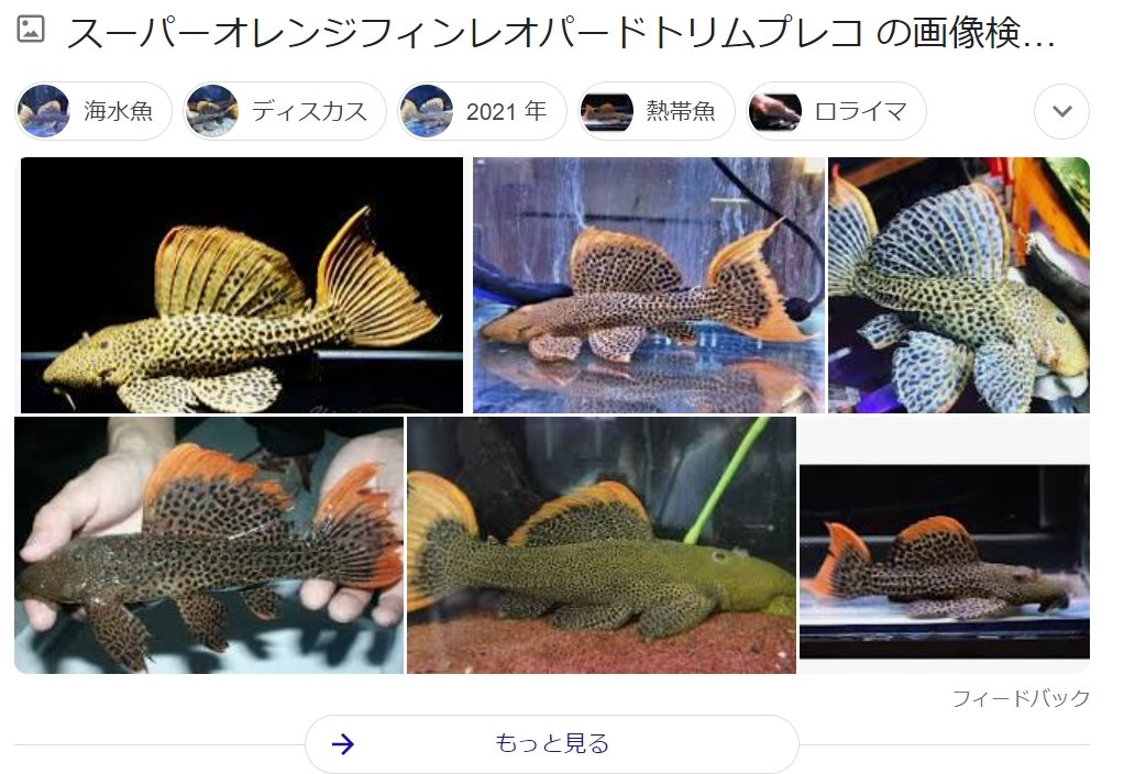 なにこの なに 大きく育ちすぎたことにより誕生した謎生物が謎すぎて話題 めっちゃかわいい 知ってるのと違う Togetter なにこの なに 大きく育ちすぎたことにより誕生した謎生物が謎すぎて話題 めっちゃかわいい 知ってるのと違う Togetter