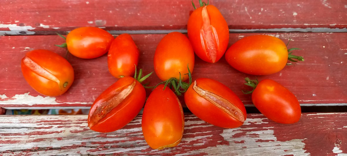 ルビーノ初採り。

蟻が食ったから割れたのか、割れたから蟻が食ったのか…それが問題だ。
#家庭菜園初心者