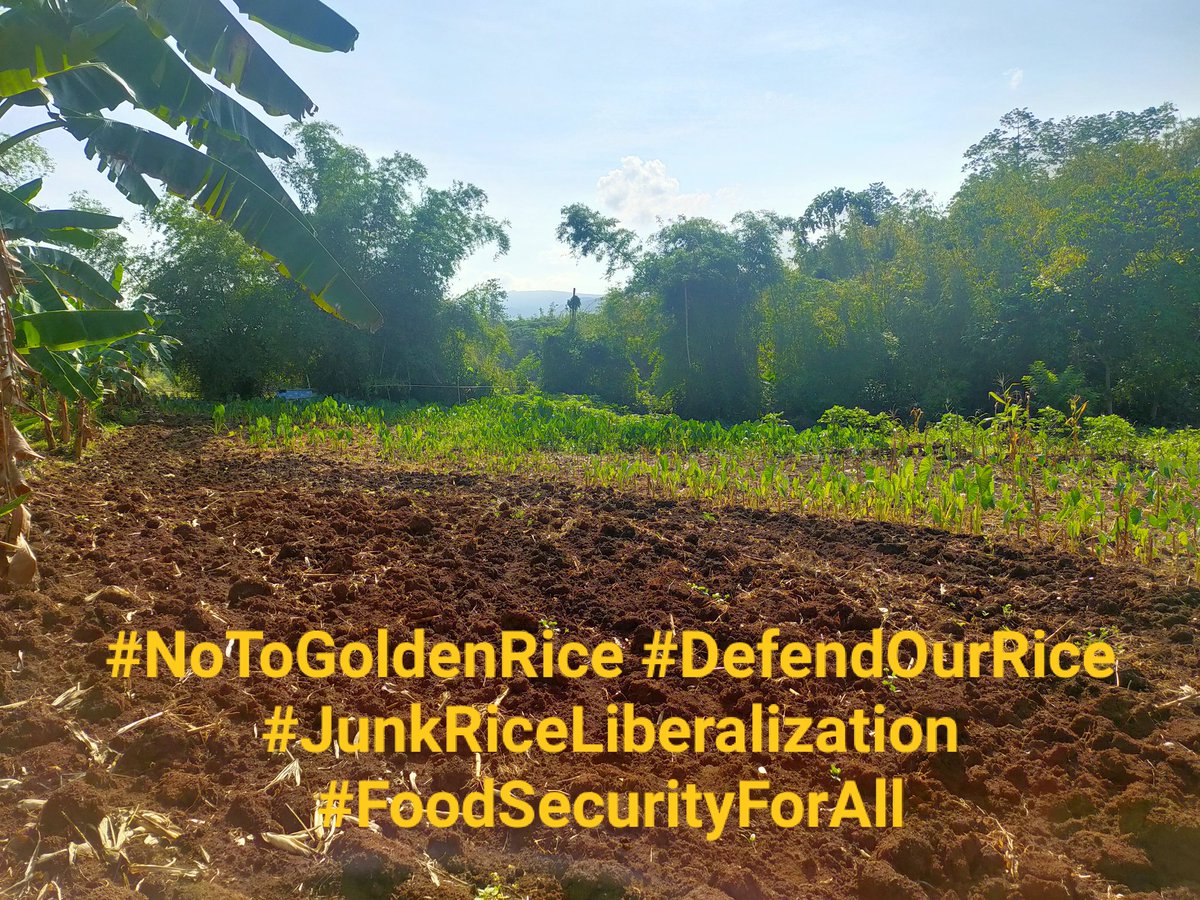 mrxysprxy's tweet photo. NO TO GOLDEN RICE!
#NoToGoldenRice
#DefendOurRice
#JunkRiceLiberalization
#FoodSecurityForAll
@BantayBigas
@stopgoldenrice https://t.co/BbtqowrmtG