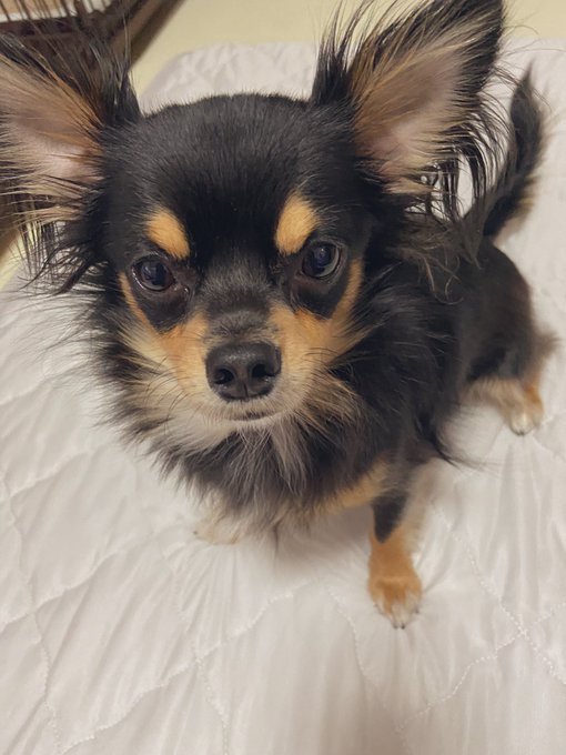 リビングでチワちゃまゲージ前で寝てた 