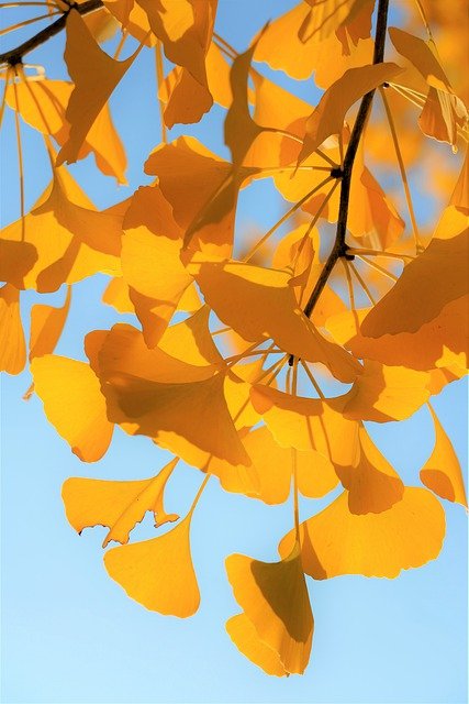 銀杏 Twitter Search