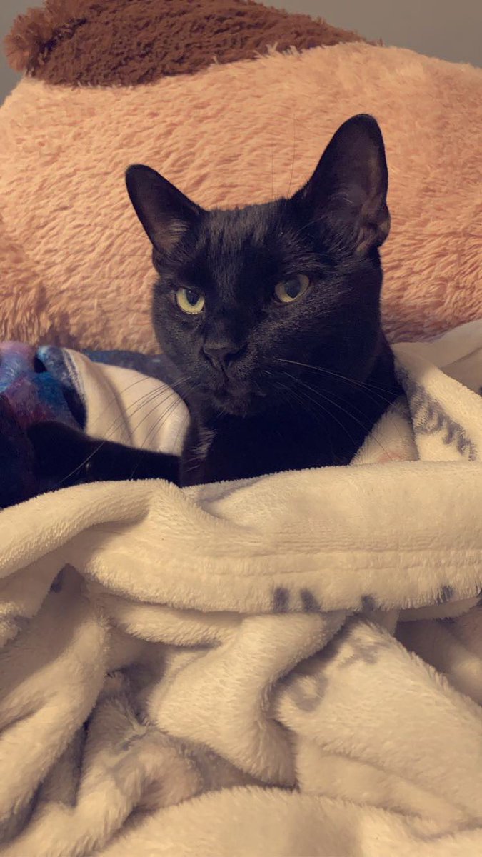 corkanderson's tweet photo. @httptrashzy My cat Noirman is not the most affectionate cat (hates to be cuddled and held) but won’t leave my side when I’m feeling down or sick. He only acts this affectionately adamant towards me. I love him. 🥺🐈‍⬛💗 https://t.co/mjVQaJAkmu