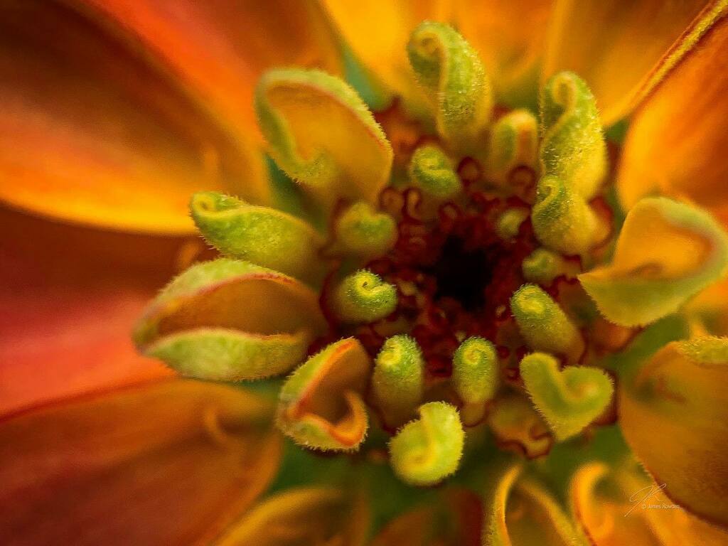 Jimrow's tweet image. Fuzzy spirals. 
.
.
.
.
#littlethings #macrophotography  #flowersofinstagram instagr.am/p/CSTNEMprH-X/
