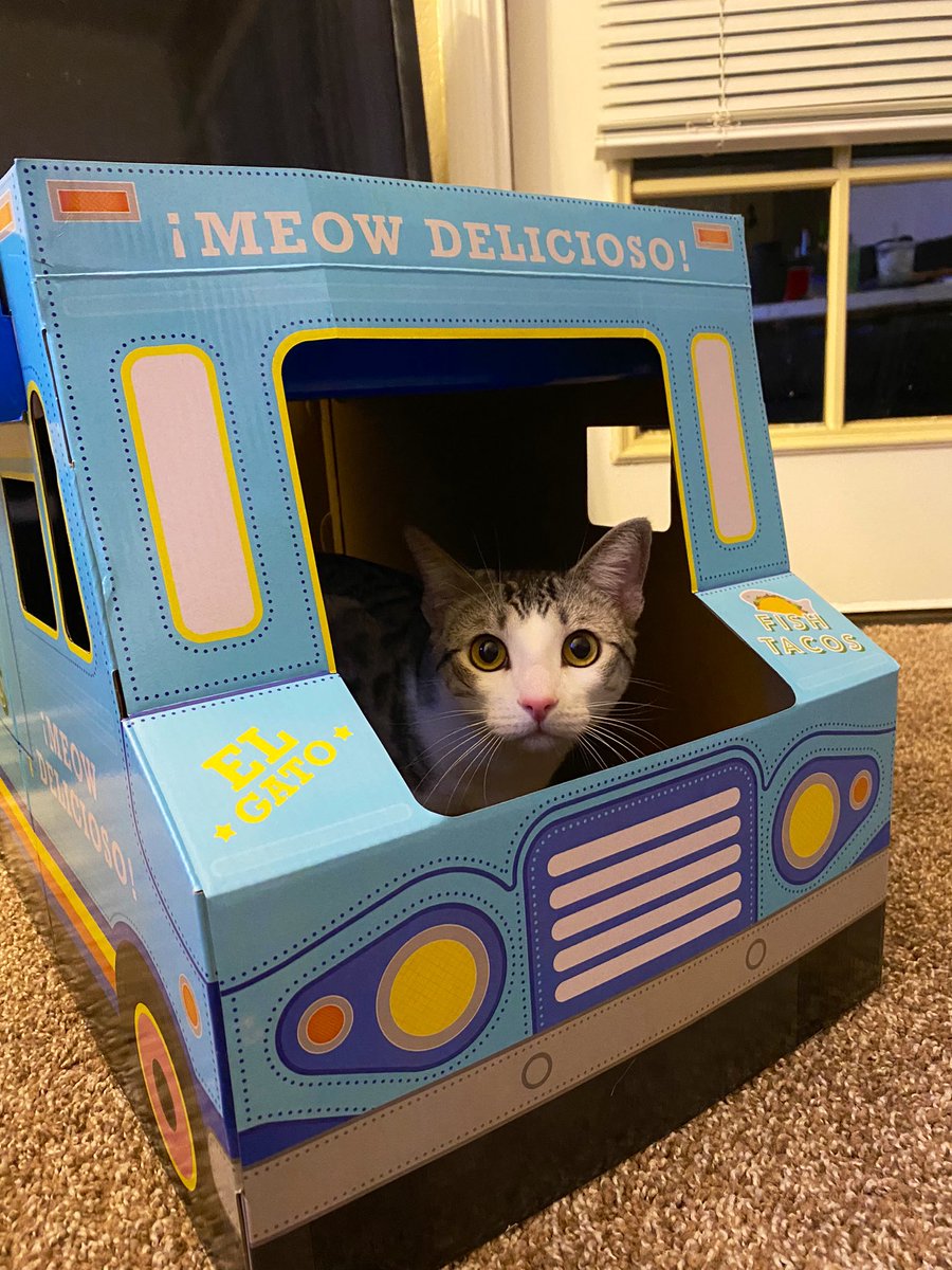djfernandez27's tweet photo. you gonna order something or not??! #Tobythecat https://t.co/GKKryHvS9N