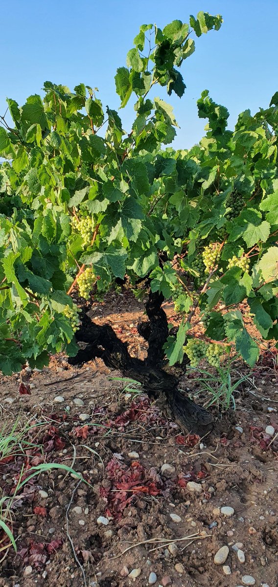 Manuelhuga tweet media