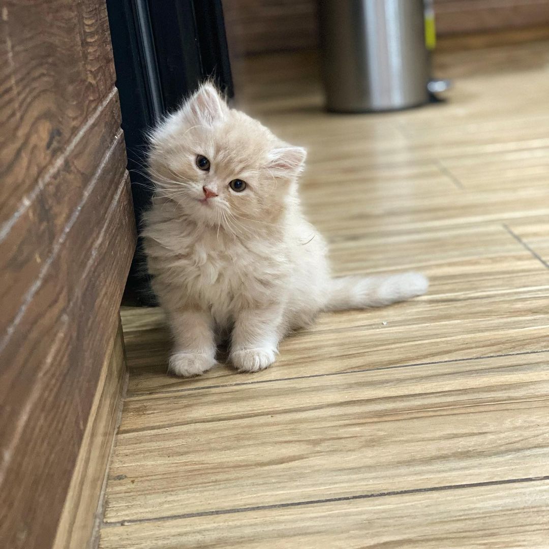 Turkishvanlove1's tweet photo. #cat #cats #CatsOfTwitter #of #catstagram #instagram #catlover #catlovers #catlife #instacat #kitten #kitty #love #meow #pet #cute #dog #catoftheday #pets #kittens #gato #animals #world #animal #cutecat #gatos #petsoftwitter #kittensofinstagram #catlove #bhfyp https://t.co/TPeq7u6ivQ