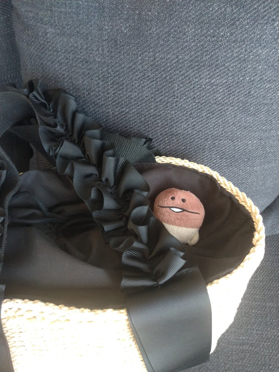 長なめこ、暑さでひっくり返っているから、今日は豆ンフを連れて買い物に行こう✨