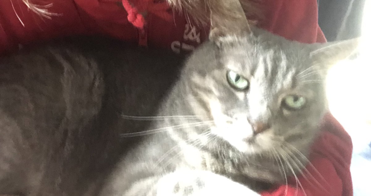 うちの猫のはなし
#世界猫の日 