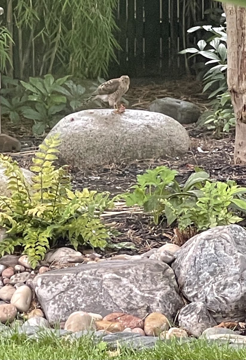 CllrECarpenter's tweet photo. Sparrow Hawk in my garden just now and still chomping away … https://t.co/mj0yLxiYUK