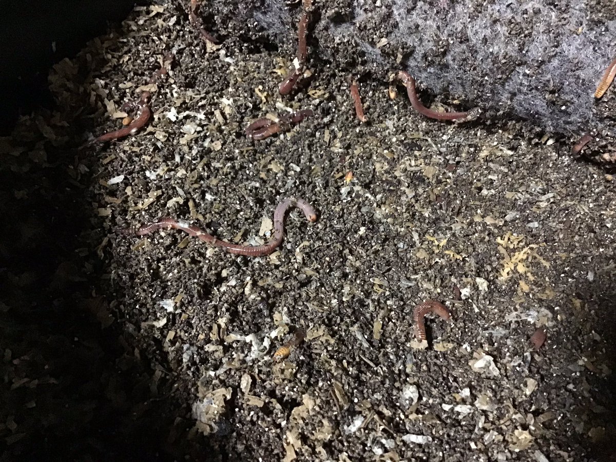 新米ワームワーカー ミミズコンポスト 4oglso0cba2wvzs Twitter