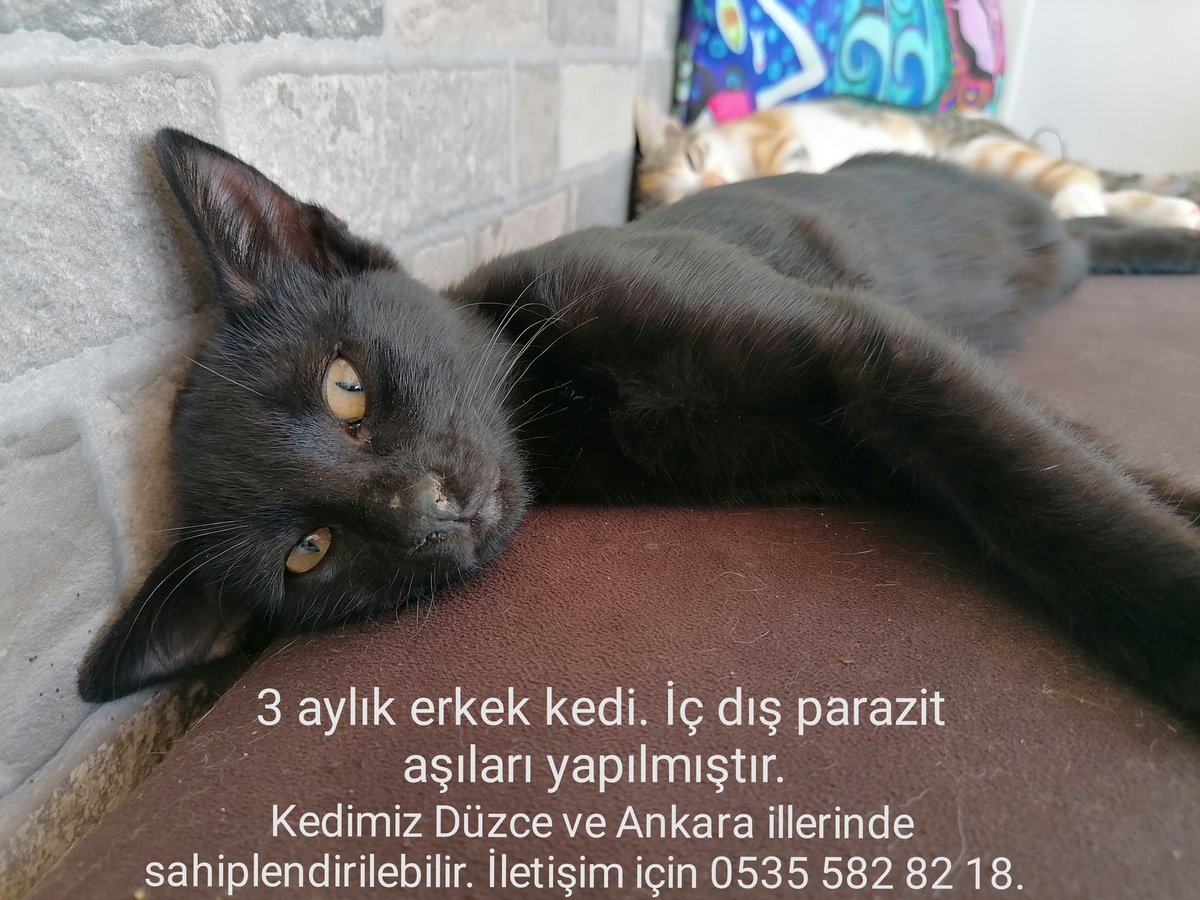 Besir Eraki Erakibesir Twitter