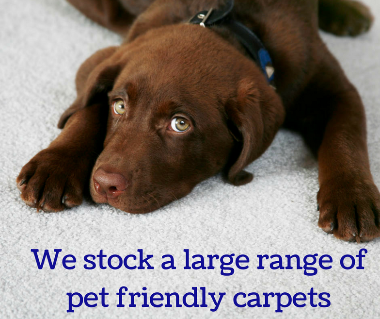 We have plenty of pet friendly carpets, come into one of our stores or take a look at our website thecarpetstop.co.uk/store/carpets/