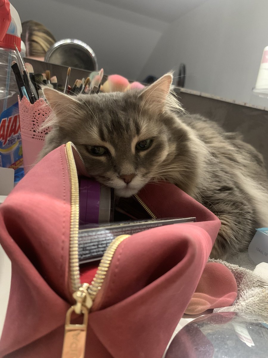 lapetiteheidii's tweet photo. je vais pas me gêner !   #journeeinternationaleduchat https://t.co/hAkTgAKpyf