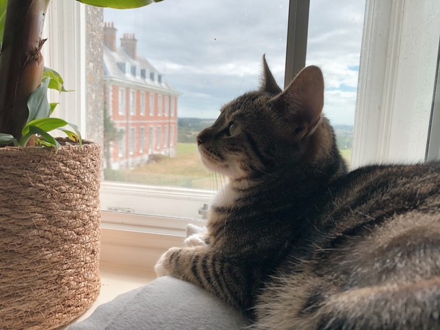 Happy #InternationalCatDay everyone. Meet the purr-fect felines who spend their days supervising the grounds and entertaining you all…

…when they’re not taking a cat nap that is.