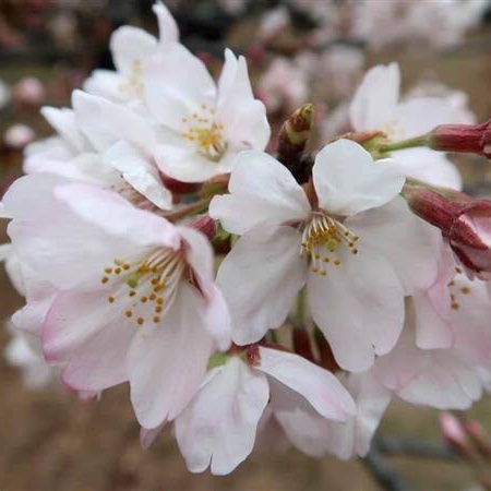 yapool_1972's tweet photo. ちなみに４人の名前の由来です。
芳乃...桜の別名「夢見草」＋品種名「ソメイヨシノ」
蕣...朝顔の別名「蕣」＋品種名「暁の海」
襲...品種名「手向山」＋紅葉の別名「襲」
白雪...羽蝶蘭＋品種名「白雪」 https://t.co/AwrzVUeH0w