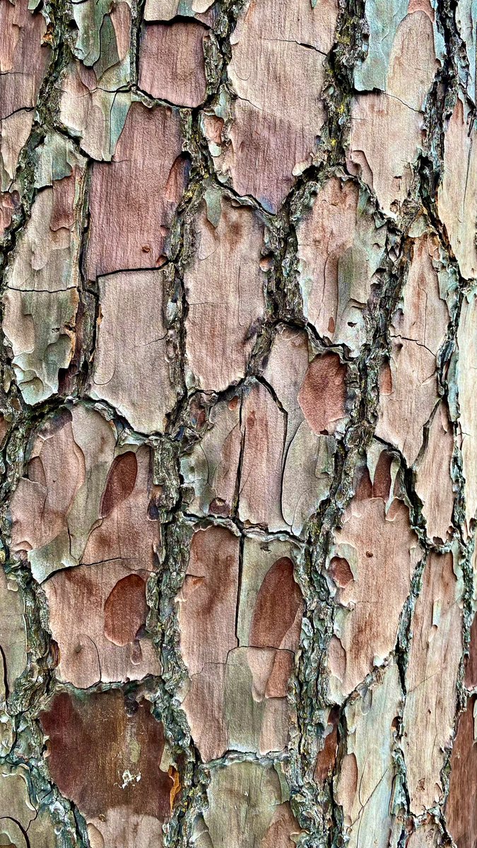 Bark love 

Pinus pinaster  #pinetrees