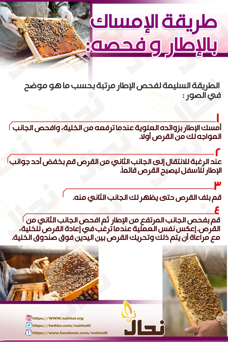 الجمعية التعاونية لتطوير صناعة النحل بالرياض On Twitter طريقة الإمساك بالإطار و فحصه الطريقة السليمة لفحص الإطار مرتبة بحسب ما هو موضح في الصور جمعية نحال قد الثقة الرياض Https T Co Dbarz0zlvd Https T Co Fnmk13ni3g Https T Co Zxs5wfegur