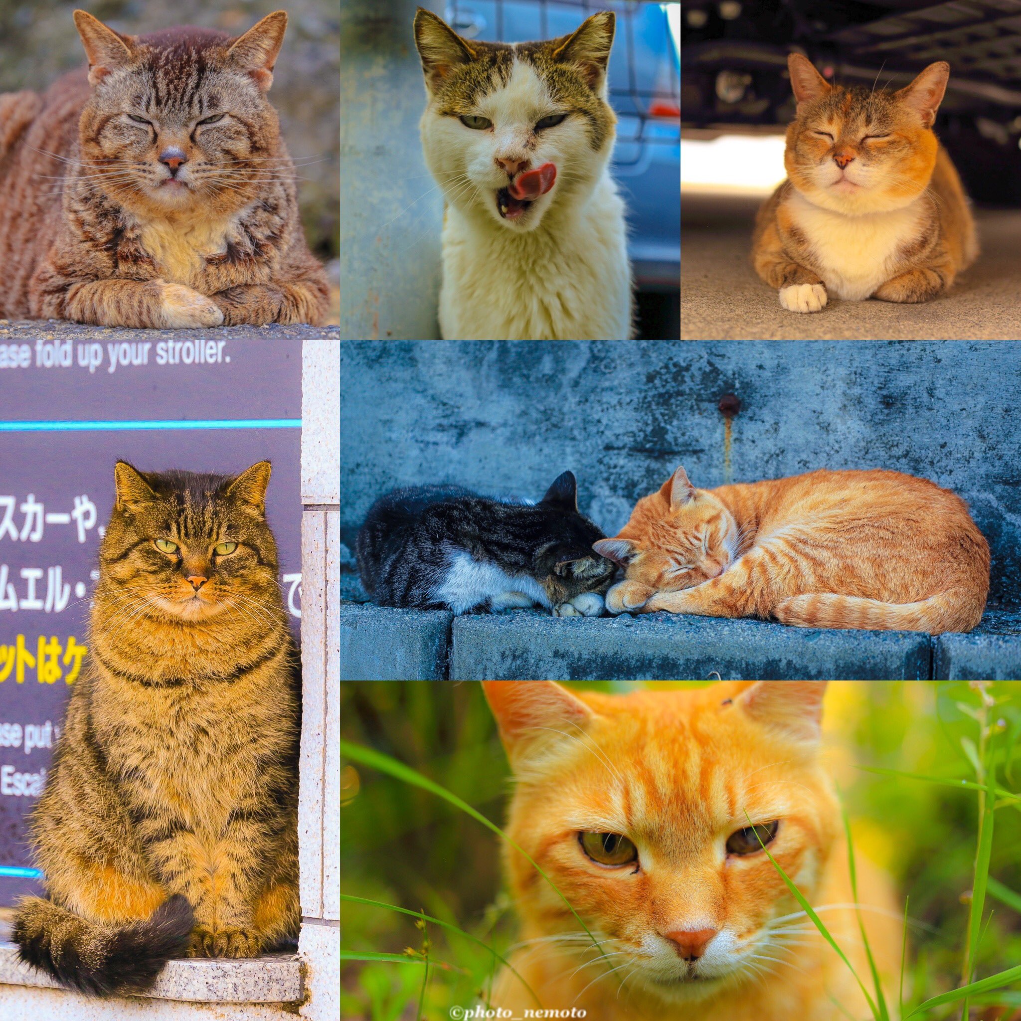 江の島猫 Twitter Search Twitter