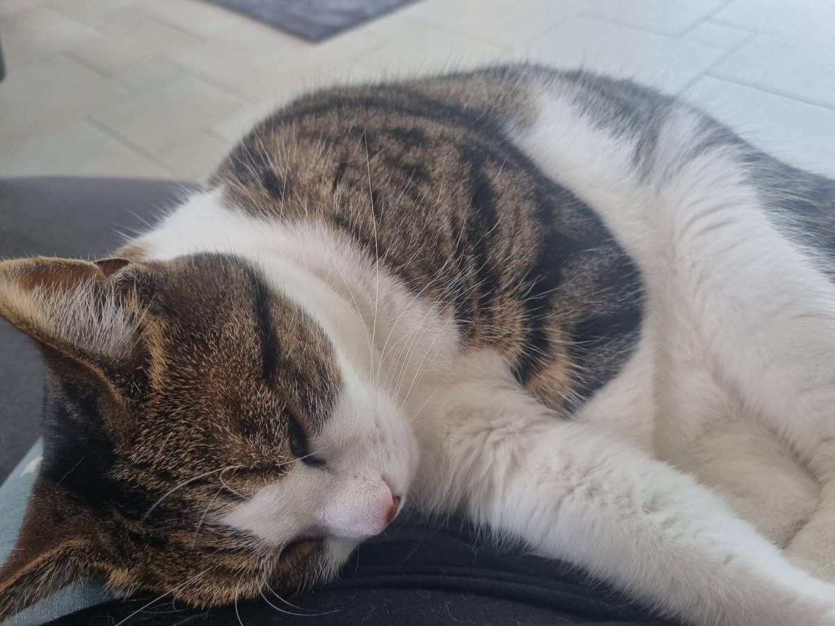 KingLouisSun1's tweet photo. Happy #InternationalCatDay to all of my furriends. I will be spending a large proportion of the day having snuggles, eating and sleeping. Hope you guys have just as good a day. Love L x 😽🐾 #CatsofTwittter https://t.co/PwEwPq1Ww9