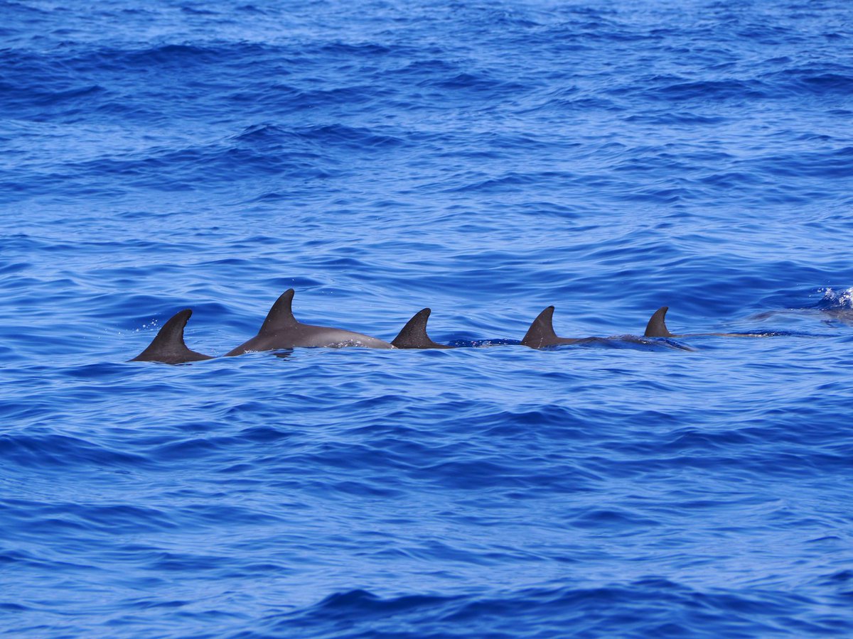 Carnetssacados's tweet photo. TENERIFE 📍Los gigantes 
Cette muraille de #falaises baltiques est un des lieux géologique les plus imposants de l’île de #Tenerife et les eaux accueillent toute l’année de nombreux #dauphins. 

#canaries #losgigantes #falaises #voilier #mer #dauphin #sortieenmer https://t.co/eI5L2uVVDA