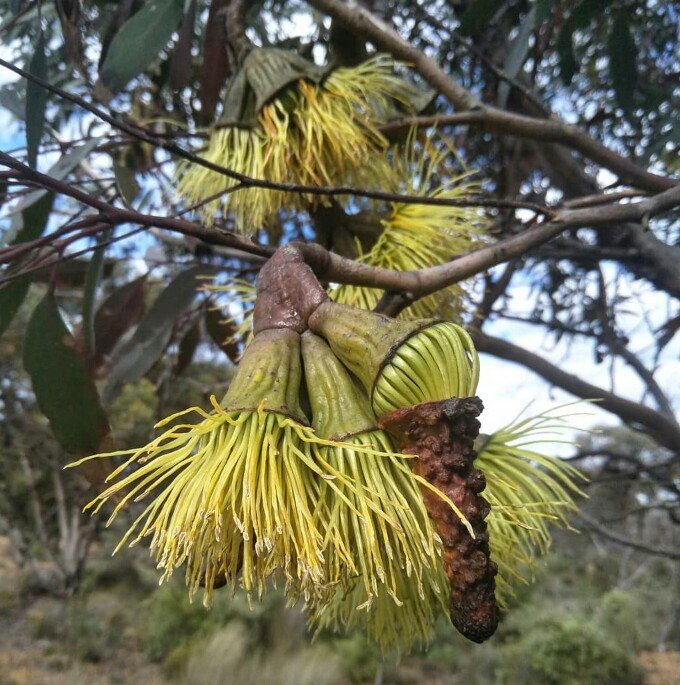 The stunning Warted Yate (Eucalyptus megacornuta) named after its distinct warty operculum. I'm a sucker for a good operculum and this is my favourite so far.

#eucbeaut #ozflora #eucalyptus #wildoz #flowers #biodiversityhotspot