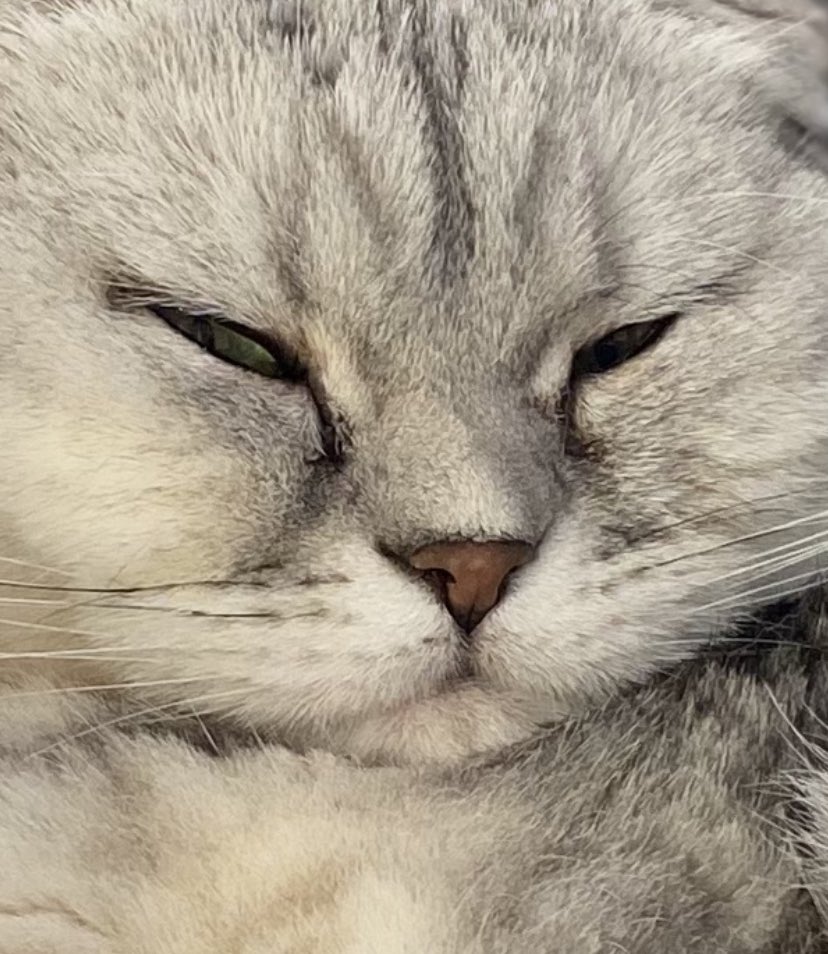 FrauBundeskatz's tweet photo. Pffff #Weltkatzentag โฆ wir von der #NewCatOrder arbeiten so lange bis endlich jeder Tag Katzentag ist! ๐ผ https://t.co/FCv8ubWfh6