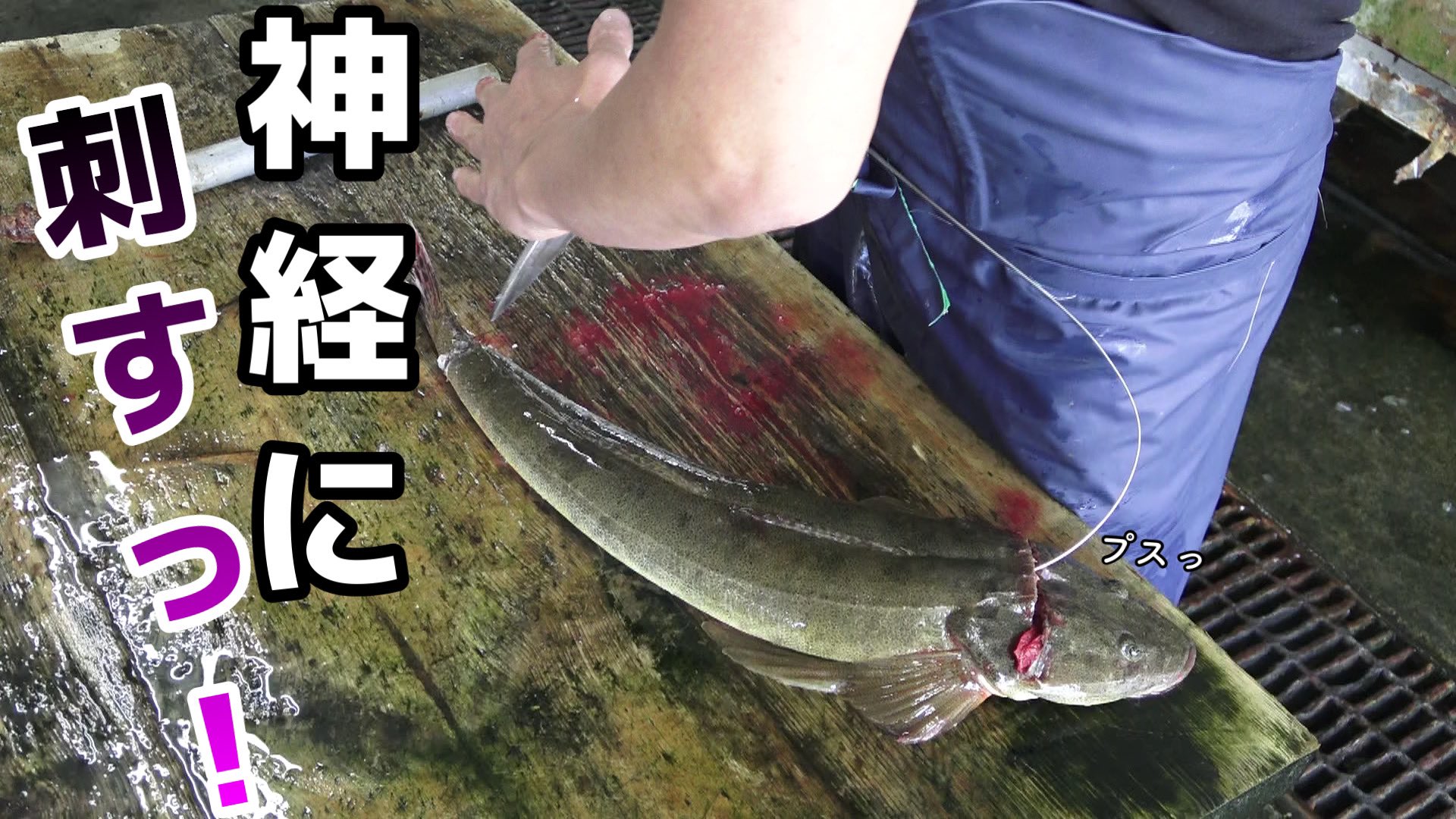 かねこ きまぐれクック 今日はマゴチ 暴れ狂うマゴチの 簡単なさばき方 刺身の上位互換 あらい とは T Co Hvow9fkkkf T Co Sdadepj93y Twitter